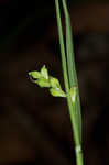 Lined sedge